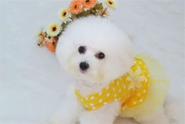 狗狗尿垫如何选？不会的还不赶紧看过来