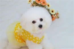 狗狗尿垫如何选？不会的还不赶紧看过来