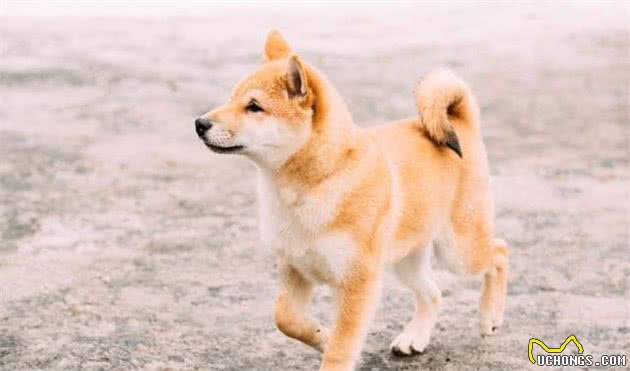 只知道柴犬和秋田？日本的狗狗不止这么少，他们有六大天然纪念物