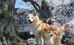 只知道柴犬和秋田？日本的狗狗不止这么少，他们有六大天然纪念物