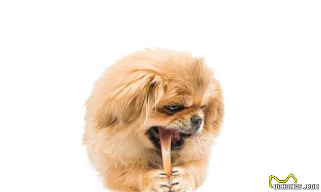 犬尿路结石是什么？该如何诊断治疗？一篇科普文告诉你答案