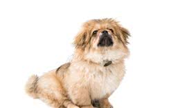 犬尿路结石是什么？该如何诊断治疗？一篇科普文告诉你答案