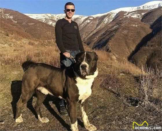 很多人说这5种犬与野兽无异，应当被送进动物园，禁止出笼