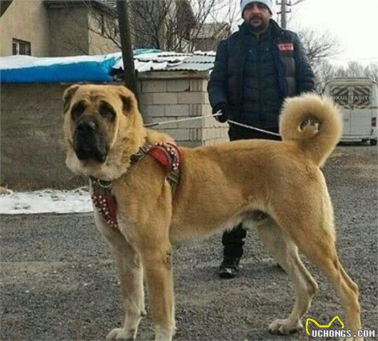 很多人说这5种犬与野兽无异，应当被送进动物园，禁止出笼