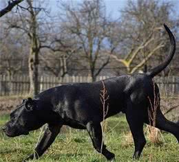 很多人说这5种犬与野兽无异，应当被送进动物园，禁止出笼