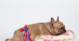 狗狗怀孕到分娩要多长时间？孕期需要注意什么？