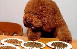 这样喂犬粮，等于谋杀小狗！
