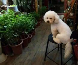 如何训练比熊犬看家！说出来你一定不信！