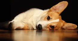 柯基犬多少钱一只为什么很少人养