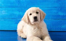 关于金毛猎犬的一些小知识
