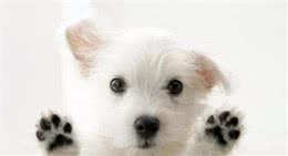 教您了解狗狗的情绪语言，再也不怕恶狗啦