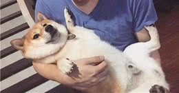 狗狗脸上肥肉多，一睡觉就像换了一张脸，这真的不是松狮犬吗？