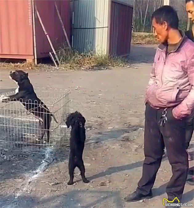 路边犬市卖狗，黑泰迪犬不停地向主人作揖，狗：主人别卖我……