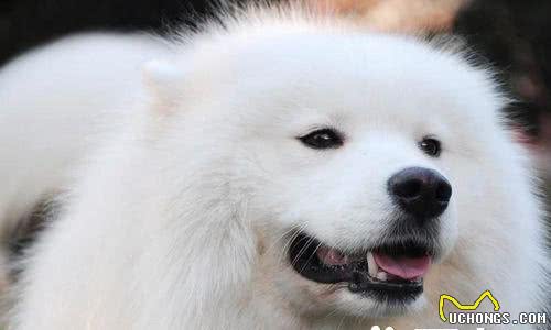萨摩耶犬能长多么高雄性身高在21到23.5英尺