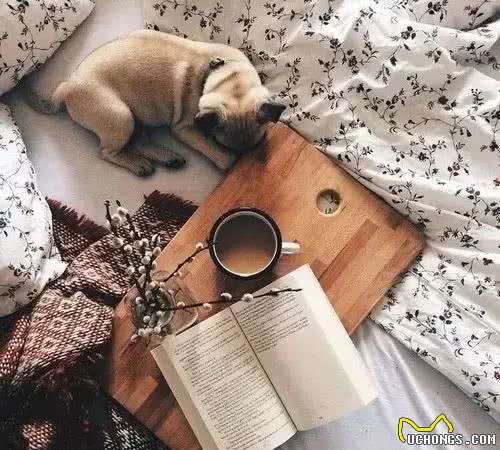 教你几招纠正幼犬的不良的行为