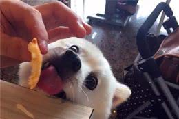 主人训犬失败，却借口称是犬的品种问题，教狗需注意四个小方法！