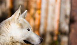 初次养犬，需要注意些什么，才能让它茁壮成长！