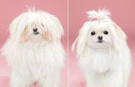 犬毛发护理方法