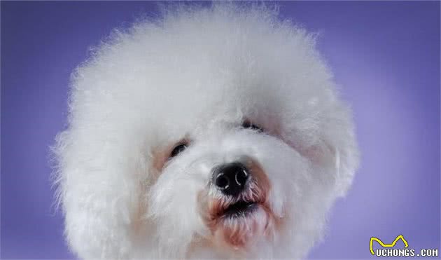 比熊犬的寿命一般有多长？有这5个特点的它，已经是“老年狗”了
