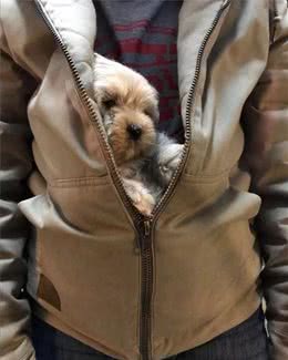 如何带狗坐公交？这样做成功率很大