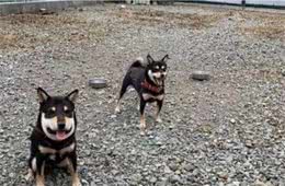 萌宠狗狗的脸变成了正方形，知道原因后，网友啼笑皆非