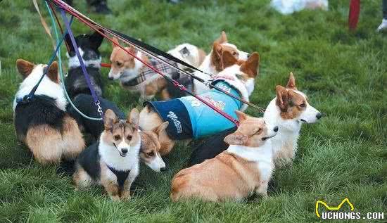 柯基犬价格让人“望而生畏”，看完才知道贵的道理