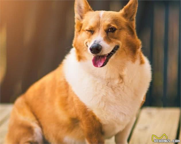 柯基犬价格让人“望而生畏”，看完才知道贵的道理