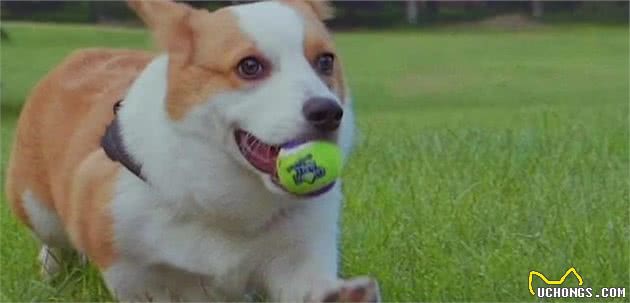 柯基犬价格让人“望而生畏”，看完才知道贵的道理