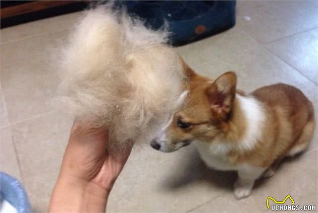 柯基犬价格让人“望而生畏”，看完才知道贵的道理