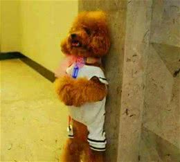 十种奇葩惩罚狗狗的方法，有你用过的吗？