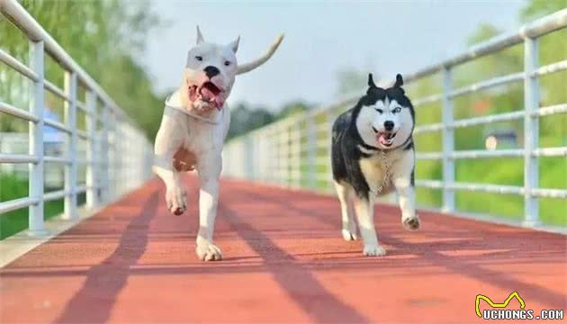 犬界只服哈士奇，不管什么猛犬，只要跟它待一起绝对画风跑偏