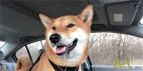 狗狗乘车必知5件事