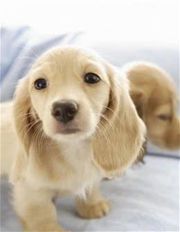 新手铲屎官训练营：如何驯养一只宠物犬，才能让它学会不咬人呢？