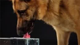 狗狗喝水过量会不会中毒，突然大量饮水，也是需要重视的