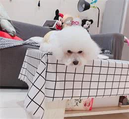 为什么狗狗常常磨爪子，原因居然是如此