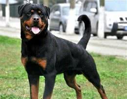 世界第一护卫犬，罗威纳，猛犬中柔情铁汉!