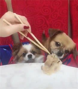 许多狗都面临着健康问题，可是狗主人可能会错过警告标志！