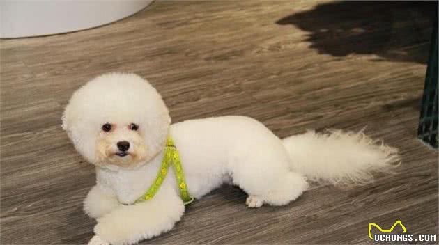 原来饲养“比熊犬”，有这么多好处，难怪养的人多