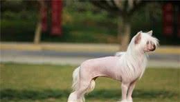 丑萌的中国冠毛犬，一个神奇的品种，饲养小攻略