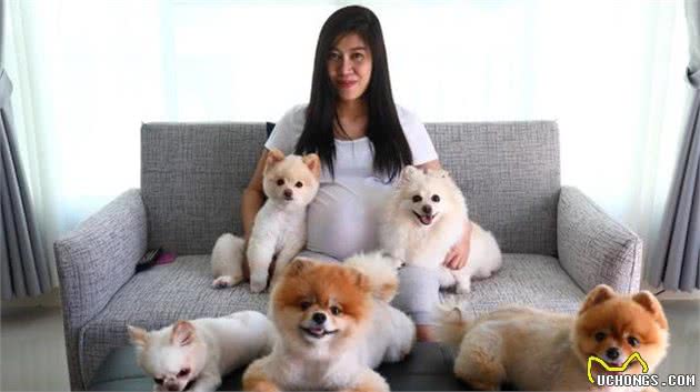 说到小型玩赏犬，令人联想到博美犬，博美犬为什么大受欢迎呢？