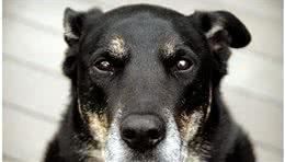 该如何确认狗狗是否患上老年痴呆？主人能做点什么，延缓狗狗退化