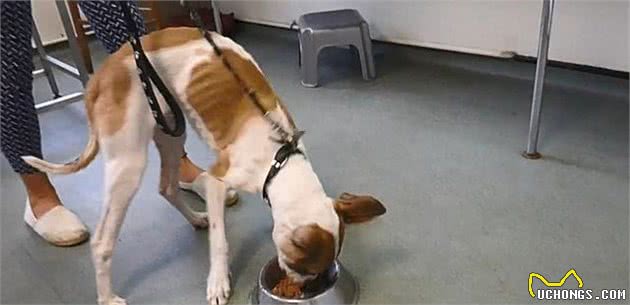 皮包骨狗狗15秒吃完一碗犬粮，主人宣称狗太胖，需要节食减肥？