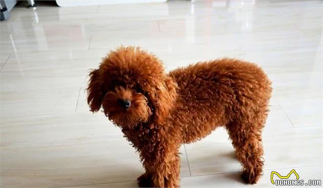 泰迪犬吃3块钱一斤的犬粮，吃再贵的美毛粉，它的毛发也不会漂亮