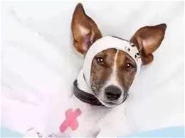 为啥狗狗总生病？