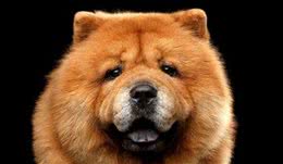 原产于中国的松狮犬，真如外表那样呆萌吗？|犬种