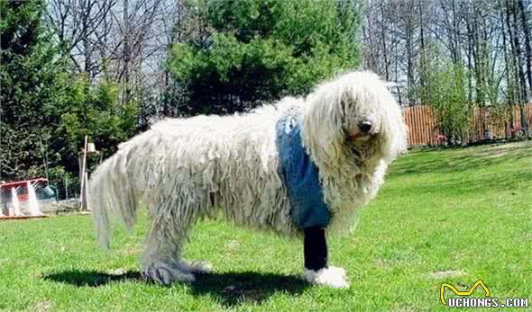 可蒙犬好养吗养可蒙犬之前要豫备什么