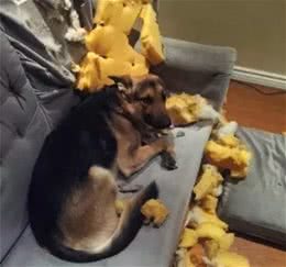 狗狗咬沙发，究竟是为啥