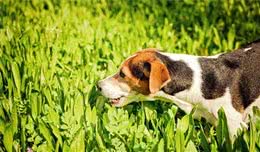 狗狗为什么会吃草？