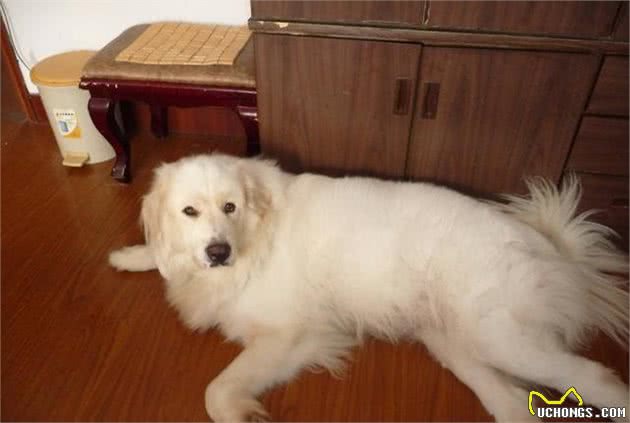 狗狗怀孕了会有这3种表现！你注意到了吗？