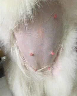 狗狗怀孕了会有这3种表现！你注意到了吗？